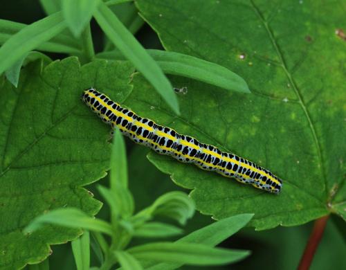 Calophasia lunula